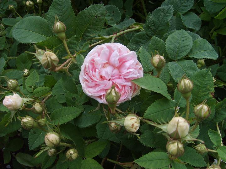 Felicite Parmentier 1.JPG - FÉLICITÉ PARMENTIER (Parmentier före 1836).
Ännu en underbar ’apotekarros’ (Parmentier var belgisk apotekare occh rosexpert). En välformad buske med blommor som har täta, välpackade kronblad, ljuvt rosa senare crémevitt, skålformade senare klotformade. Doftar äpple och persilja. Felicité betyder ’lycka’ på franska. Storlek: 1.5x1.2m. Zon V.